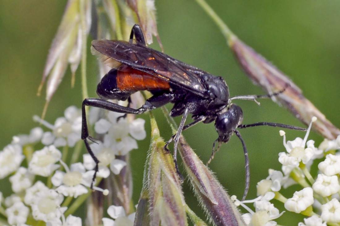 Tenthredinidae: Macrophia annulata?